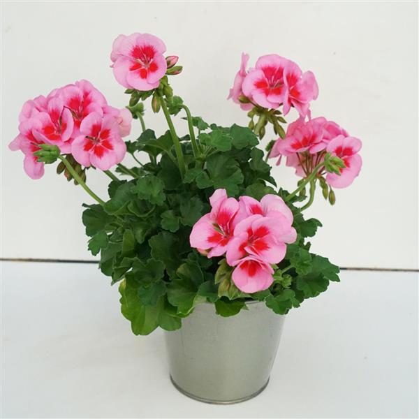 Sunrise™ Rose+Big Eye Container