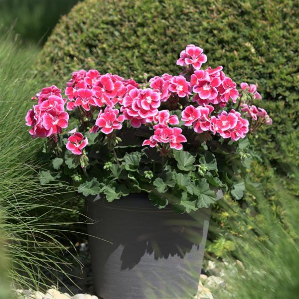 Sunrise™ Ruby+Fringe Container