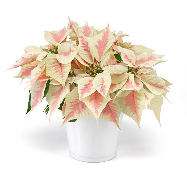 Holly Berry Marble Container