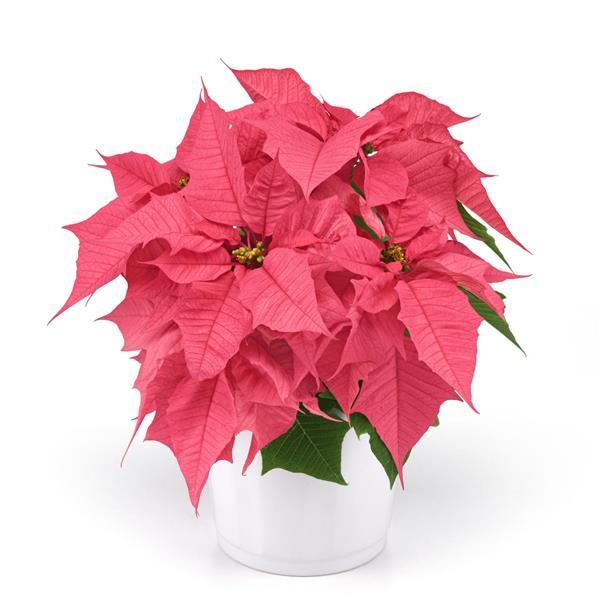 Holly Berry Pink Container