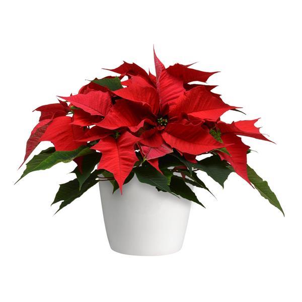 Holly Berry Red Container