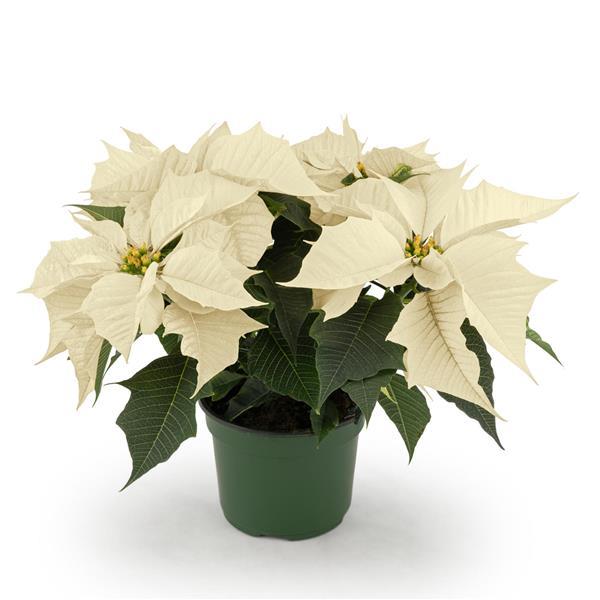 Holly Berry White Container