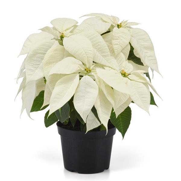 Poinsettia Christmas Canvas Container