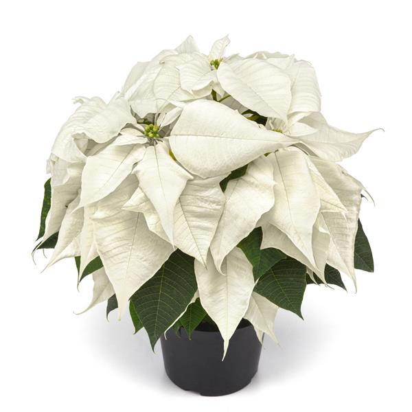 Poinsettia White Christmas Container