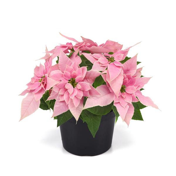 Wonderland Frosted Pink Container