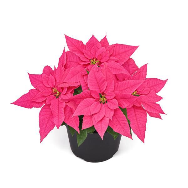 Wonderland Pink Rouge Container