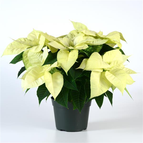 Christmas Beauty™ North Pole Container