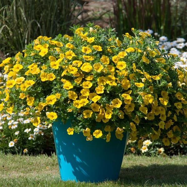 MiniFamous<sup>®</sup> Neo Deep Yellow Container