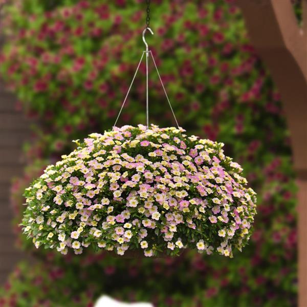 MiniFamous<sup>®</sup> Uno Pink Radiance Basket