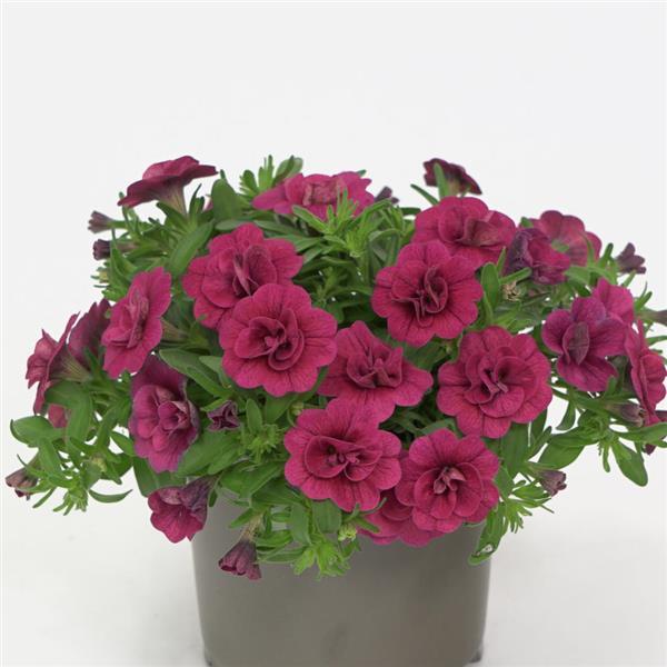 MiniFamous<sup>®</sup> Evo Double Magenta Container