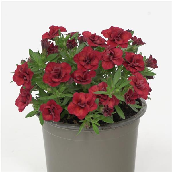 MiniFamous<sup>®</sup> Evo Double Red Container