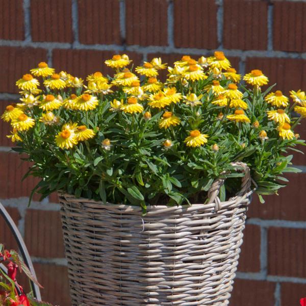 Mohave™ Yellow Container