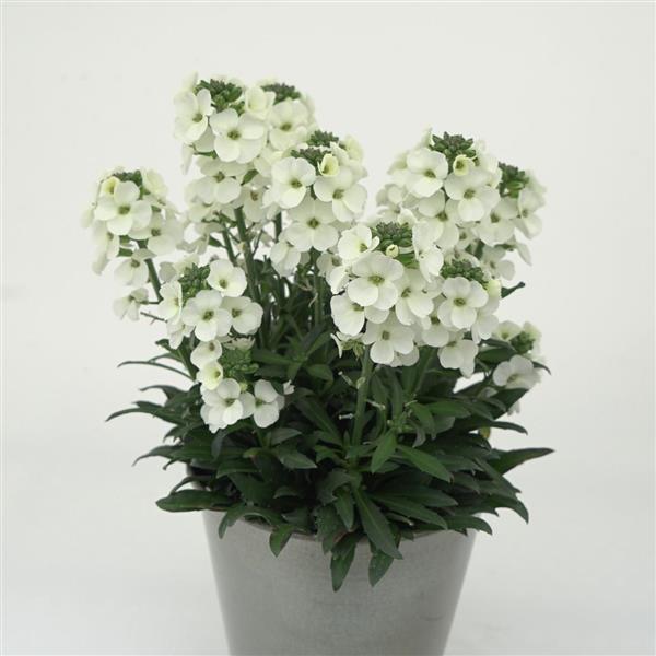 Brightside™ White Container