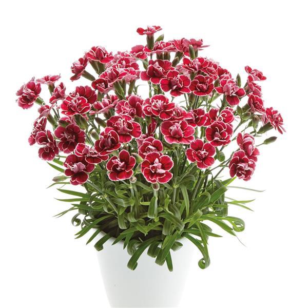 Capitán™ Red White Edge Container