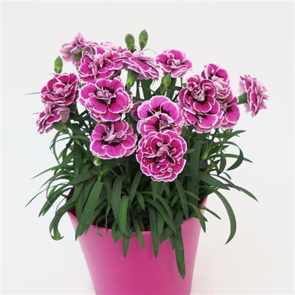Capitán™ Purple Frost Container