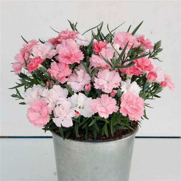 EverLast™ Pink to White Container