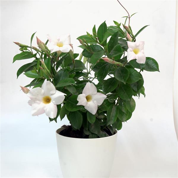 Divina Compact White Container