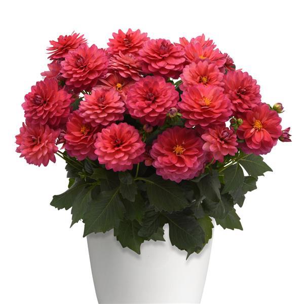 Dalaya<sup>®</sup> Raspberry Container