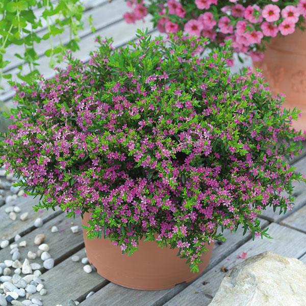 Cuphea hyssopifolia Pink Container