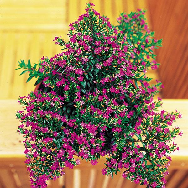 Cuphea hyssopifolia Purple Container