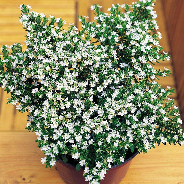 Cuphea hyssopifolia White Container