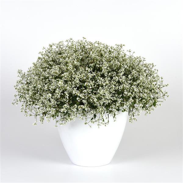 Loreen™ Compact White Container