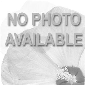 Headliner™ Lavender Picotee Bloom Shot, White Background