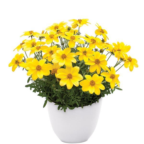 Namid™ Compact Yellow Container