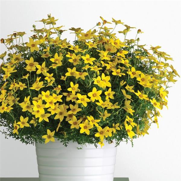 Namid™ Early Yellow Container