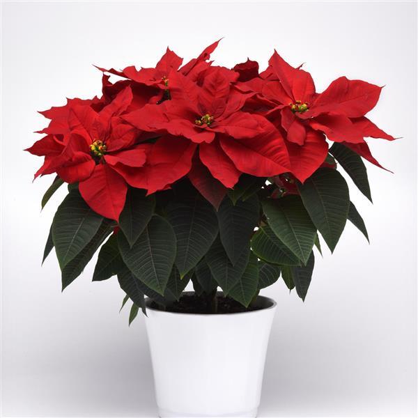 Poinsettia Christmas Bells™ Container
