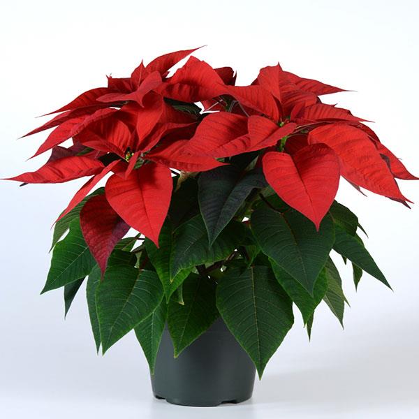 Poinsettia Christmas Morning Container
