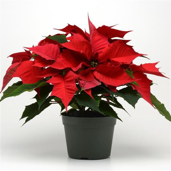 Poinsettia Holly Berry Container