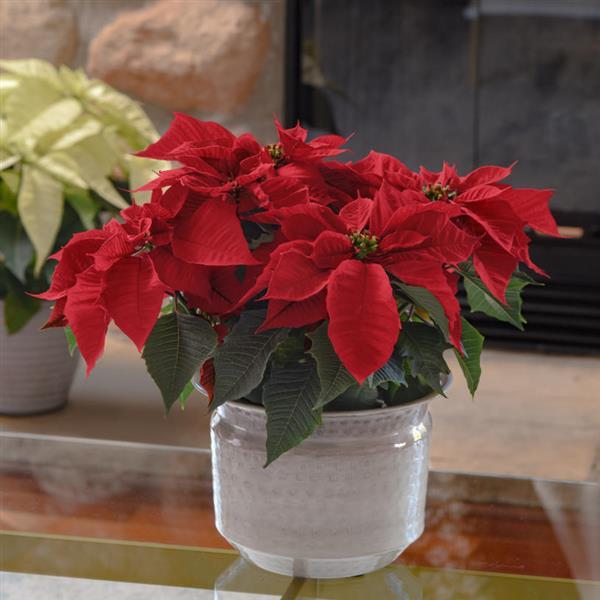 Poinsettia Holly Berry Displays