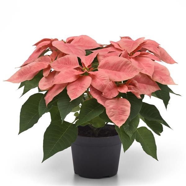 Poinsettia Pink Champagne Container