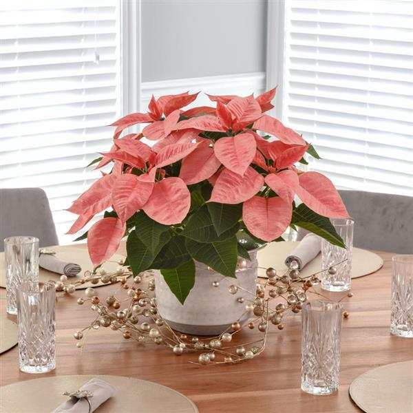 Poinsettia Pink Champagne Displays