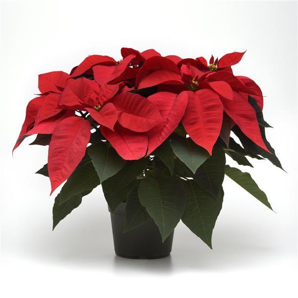 Poinsettia Christmas Cheer Container