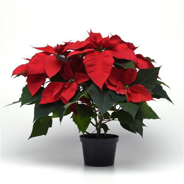 Poinsettia Christmas Tradition Container