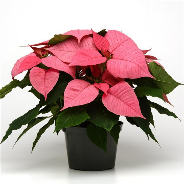 Christmas Glory™ Pink Container