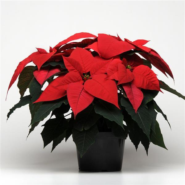 Christmas Glory™ Red Container
