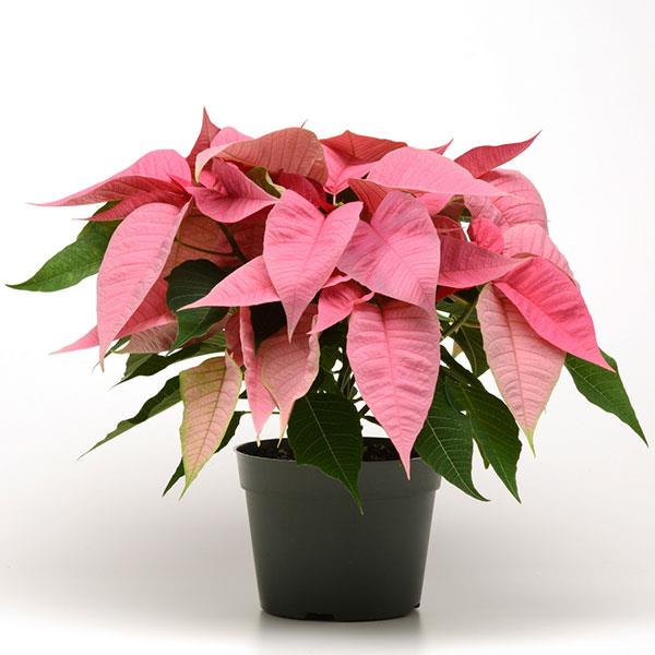 Christmas Joy™ Pink Container