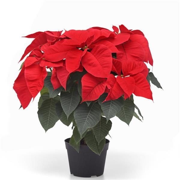 Poinsettia Christmas Candle Container