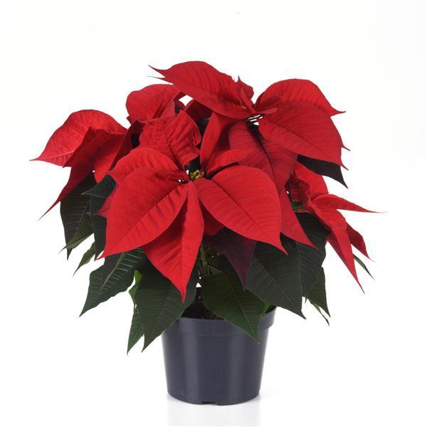 Poinsettia Christmas Song Container