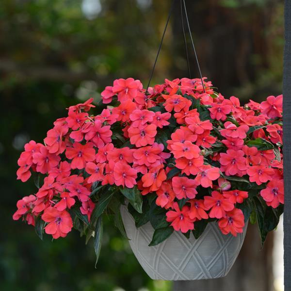 Bounce™ Bright Coral Basket