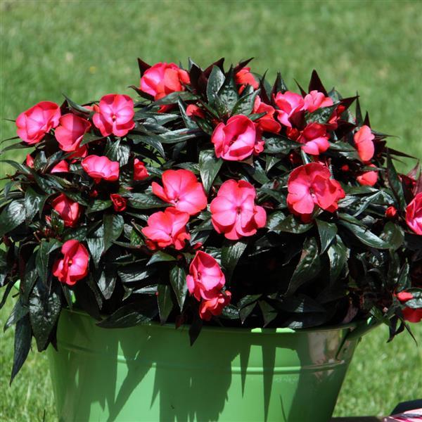 ColorPower™ Dark Pink Flame Container