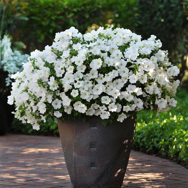 Starlet™ White Container