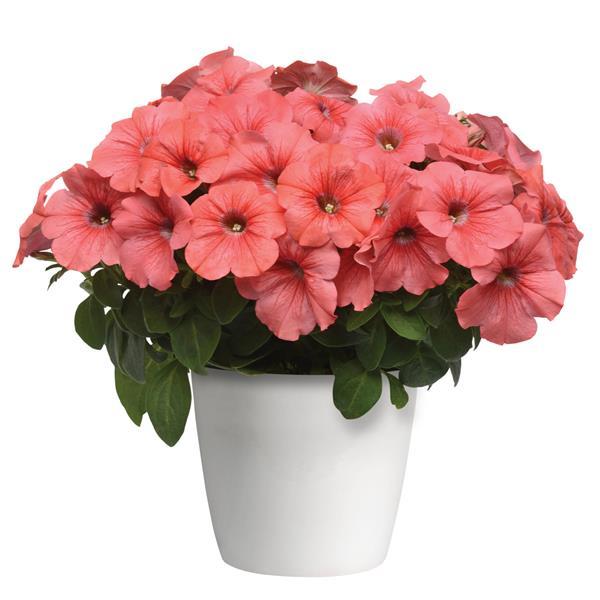 Starlet™ Salmon Red Vein Container