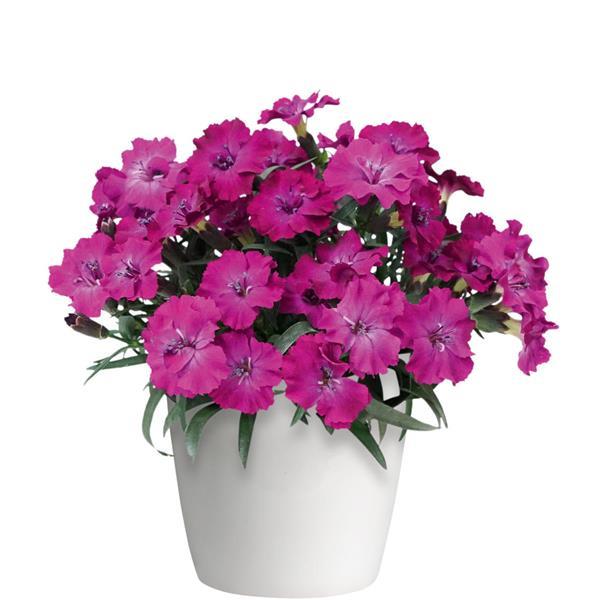 Dianthus Scully Container