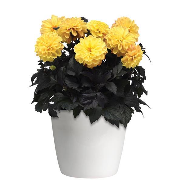 City Lights™ Golden Yellow Container
