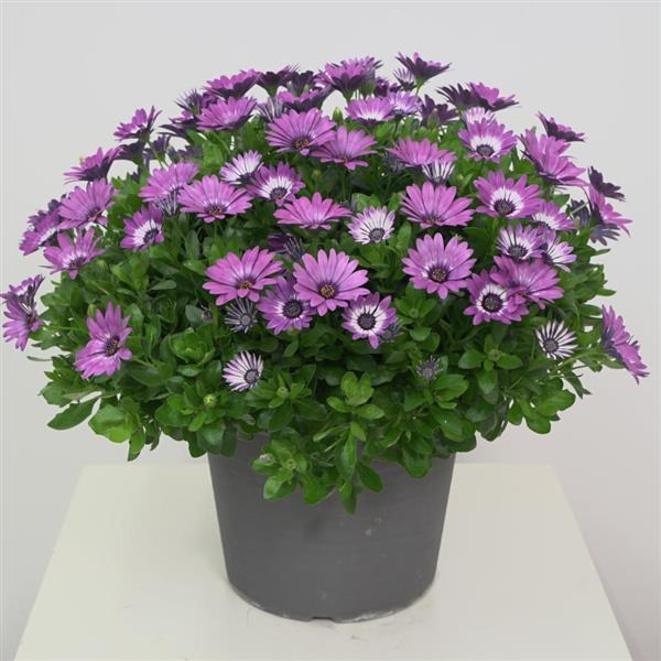 Zion™ Violet Feather Container