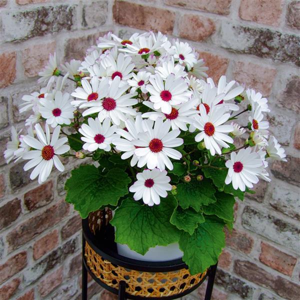 Senetti<sup>®</sup> White Red Heart Container